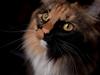 Blanding af racer Norsk skov kat Malou