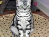 British Shorthair Napoli De Noble. 