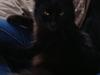 Tyrkisk Angora Hubert 