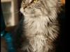 Maine Coon Lykke katte's Ziggi [ Himmelkat]