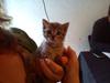 Huskat Tiger mis :)