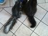 Maine Coon Mille