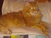 Maine Coon Max