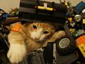 Huskat Thor