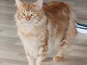 Maine Coon Samson