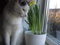 Huskat Fifi