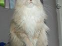 Maine Coon Asynjer
