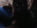 Tyrkisk Angora Hubert