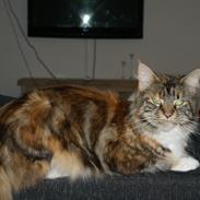 Maine Coon Athena