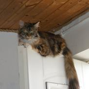 Maine Coon Athena