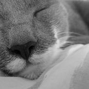 Blanding af racer Mille