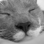 Blanding af racer Mille