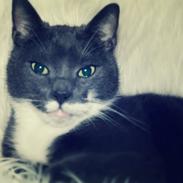 Blanding af racer Mille