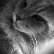 Maine Coon Albert