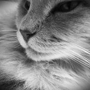Maine Coon Albert