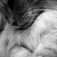 Maine Coon Albert