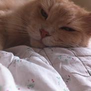 Maine Coon Albert