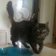 Blanding af racer Freddy