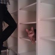 Blanding af racer Karla