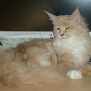 Maine Coon Asynjer