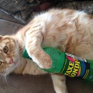 Huskat Garfield
