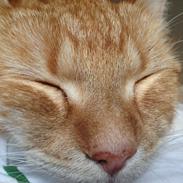 Huskat Garfield