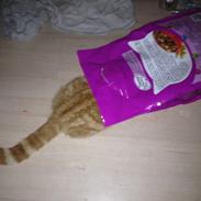 Huskat Garfield