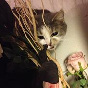 Blanding af racer Babe