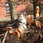 Blanding af racer Babe