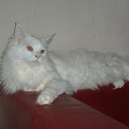 Maine Coon Snowie