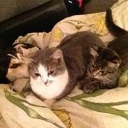 Blanding af racer Babe