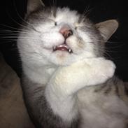 Blanding af racer Babe