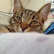 Huskat Trille