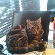 Blanding af racer Gizmo