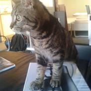 Blanding af racer Gizmo