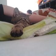 Blanding af racer Gizmo