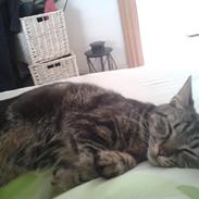 Blanding af racer Gizmo