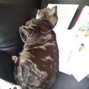 Blanding af racer Gizmo