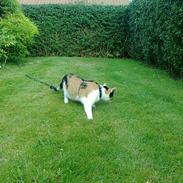 Huskat mille