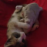 Huskat Lilo