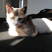 Huskat Lilo