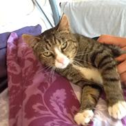 Huskat Ally Bally Buu