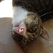 Huskat Ally Bally Buu