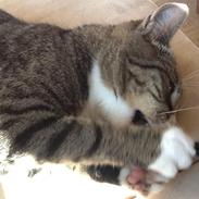 Huskat Ally Bally Buu