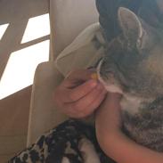 Huskat Ally Bally Buu