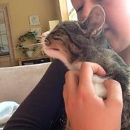 Huskat Ally Bally Buu