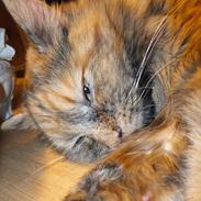 Blanding af racer Kitty