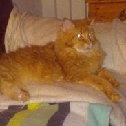 Maine Coon Max