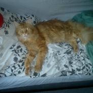 Maine Coon Max