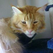Maine Coon Max